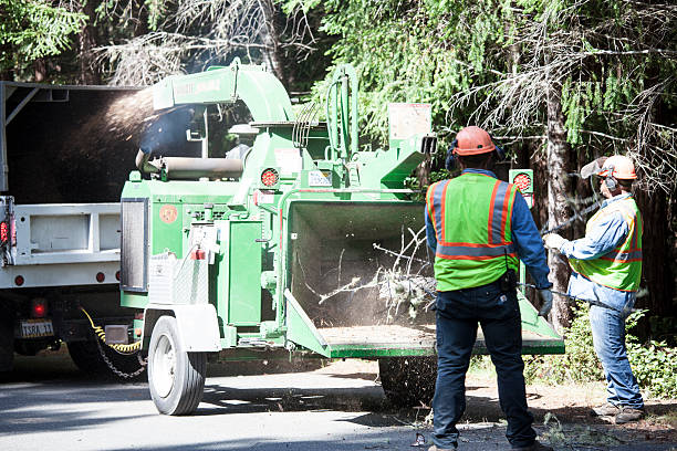 How Our Tree Care Process Works  in  Rockledge, FL